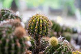 Image result for Cactaceae
