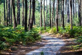 Les villes dans les landes. 8 Ideen Fur Ausfluge In Der Region Der Landes Bordeaux Tourismus Kongress