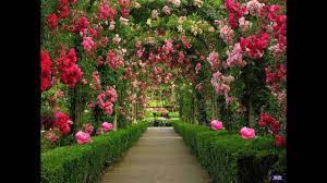 The inspiration for renewing the rose garden at the white house came from president kennedy in 1961. Lynn Anderson Rose Garden Lyric Video Hq Youtube