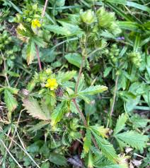 Image result for Cincinnobotrys