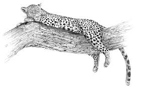 Leopard Wildlife Art And Illustration Wildlife Art Illustration Art Pictures To Draw