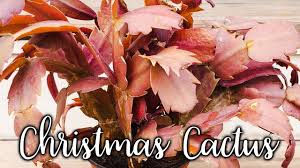 Contemporary yellow cactus bloom on the red background, painted with watercolors by hailey e. What Causes Christmas Cactus Thanksgiving Holiday Leaves To Change Color Joyusgarden Youtube