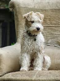 Thefullerview Wire Fox Terrier Fox Terrier Beautiful Dogs