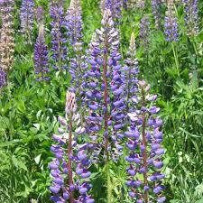 Image result for Lupinus mexicanus