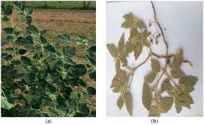 Image result for Chrozophora plicata