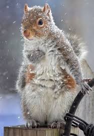 Tum Hayvanlar Ozeldir Ayrim Yapmadan Butun Hayvanlari Sevip Yardim Etmeliyiz Animals Beautiful Cute Squirrel Animals Wild