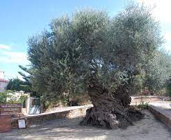 The Olive Tree Of Vouves Estimated At 2000 4000 Years Old Is One Of The World S Oldest Olive Trees And Plantacion De Arboles Arboles Viejos Arboles Extranos