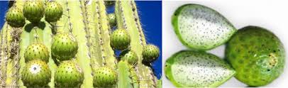 Again, this form can only be used to update existing registrations as of december 12, 2015. Frontiers Corryocactus Brevistylus K Schum Ex Vaupel Britton Rose Cactaceae Antioxidant Gastroprotective Effects And Metabolomic Profiling By Ultrahigh Pressure Liquid Chromatography And Electrospray High Resolution Orbitrap Tandem Mass