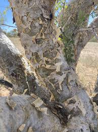 Image result for Berchemia discolor