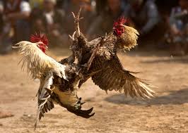 Check spelling or type a new query. Gatewayraceway Com Cara Bermain Dan Menang Judi Sabung Ayam