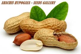 Image result for Arachis hypogaea
