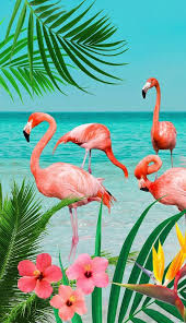 Flamingo once stated on a video that he almost named his channel ribbit, but he thought the name would be weird to say and he liked flamingo more, so he decided to change it to flamingo. Good Morning Strandtuch Flamingo 1 St Mit Flamingos Online Kaufen Otto
