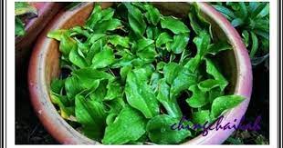 Simple Living In Nancy Growing Sand Ginger Or Cekur Plant And Its Medicinal Uses Ginger Rhizome Ginger Plant Plants