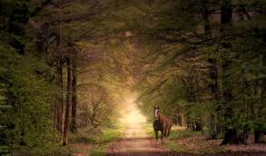 Nature Background Music Download 2 Hours Of Relaxing Music Nature Sounds Meditation Amp Study With Nature Background Mus Forest Sunset Reiki Types Of Magic