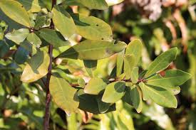 Image result for Rapanea melanophloeos