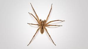 Giftige Spinnen Was Hilft Gegen Bisse Spinne Giftspinnen Spinnenarten