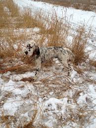 Black And White English Setter October Setters Blog English Setter Bird Dogs Irish Setter