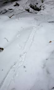 Cat tracks in the snow. Fisher Slide Naturally Curious With Mary Holland