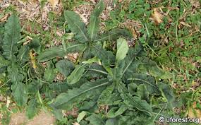 Image result for Elephantopus scaber