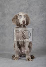 Image result for výmarský dlouhosrstý ohař