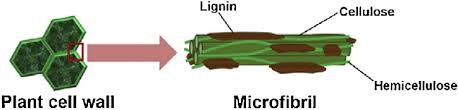 Function of hemicellulose in plant cell wall. Structure Of Plant Cell Wall In Lignocellulosic Biomass Which Is Download Scientific Diagram
