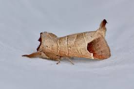 Image result for Clostera curtula