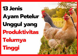 Check spelling or type a new query. 13 Jenis Ayam Petelur Unggul Yang Produktivitas Telurnya Tinggi