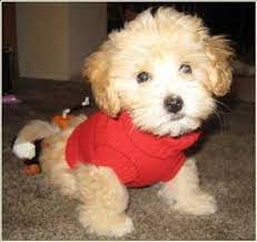 Poo-ton Coton De Tulear Poodle Hybrid Poo-tons Poodle Puppy Poodle Cross Breeds Coton De Tulear