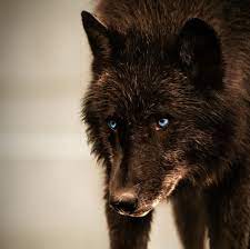 Brown Wolf With Blue Eyes Similar Galleries Dark Brown Wolf With Green Eyes Black Wolf With Wolf With Blue Eyes Wolf Photos Black Wolf