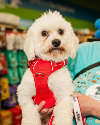 Join us Sunday from 12-4 at @pub42 in New Hope to celebrate Woofstock! We  will have two shifts of pups there, so check their bios to see what time  they will be