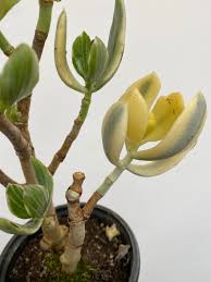 Image result for Crassula vaginata
