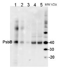 Arti psbb atau pembatasan sosial berskala besar yang dibuat untuk mencegah penyebaran virus corona di indonesia. Anti Psbb Cp47 Global Antibody