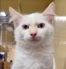 Siamese Adoption: Siamese Kitten For Sale and Adoption