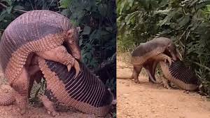 30 cm: VÍDEO raro comprova porque tatu-canastra é astro da natureza na hora  da reprodução