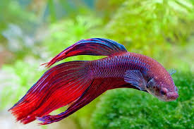 Siamese Fighting Fish Betta Fish Betta Fish Tattoo Siamese Fighting Fish