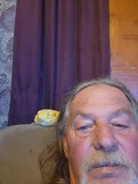 Do bearded dragons want to sleep with their owners at night?