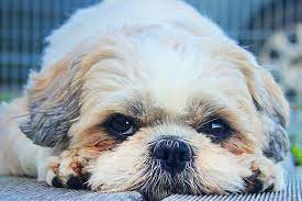 The Shih Tzu Life Span How Long Do Shih Tzu S Live For