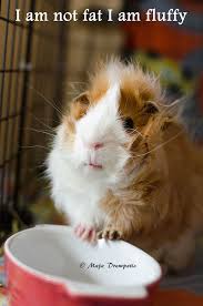 Pin On Guinea Pig