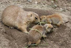 Image result for Cynomys ludovicianus obrázek