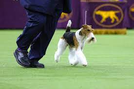 Pin On Dogs