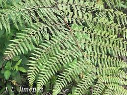 Image result for Dennstaedtiaceae
