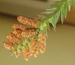 アイボンの使いすぎに注意 にしわき眼科クリニック 楽天ブログ アイ ボン ブログ