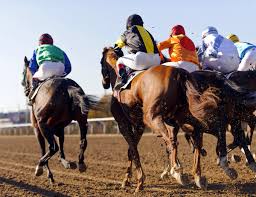 Also if you see the bodyweight, horses are leaner compared to camels who have weaker muscular tendons and bear the weight of water in their humps. Horse Camel Racing In Saudi Arabia Richest Races Beauty Pageants