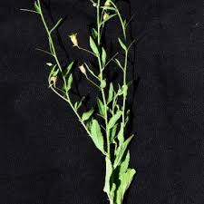 Image result for Hermannia kirkii