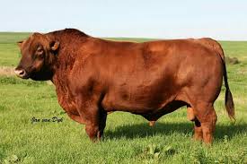 Aberdeen angus beef cattle are the most loved cattle breed by butchers, chefs and housemakers alike. Bull Aberdeen Angus Beef Cattle Cattle Farming Bull