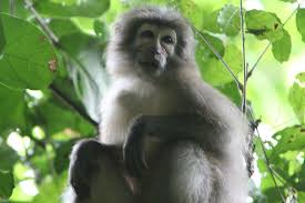 Pin By Minako On Animales Primates Animals Wild Animals