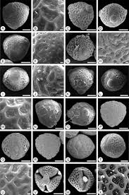 Image result for Eriosema burkei