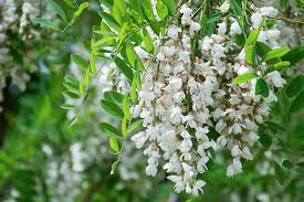 Image result for Robinia