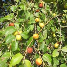 Image result for Ziziphus mauritiana