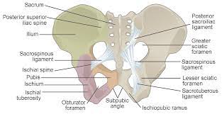 Surgical pelvic anatomy in gynecologic oncology. The Pelvic Girdle And Pelvis Anatomy And Physiology I